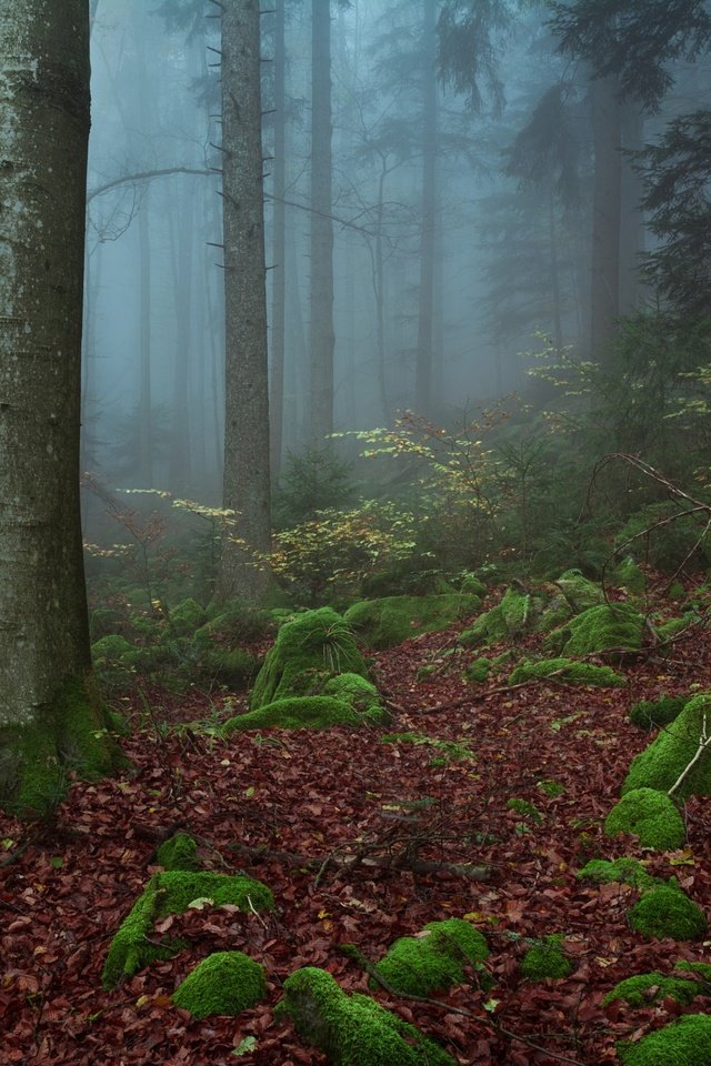 Обои деревья, природа, камни, лес, туман, trees, nature, stones, forest, fog разрешение 2048x1365 Загрузить