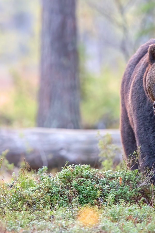 Обои морда, лес, поза, взгляд, медведь, прогулка, бревно, face, forest, pose, look, bear, walk, log разрешение 5568x3712 Загрузить