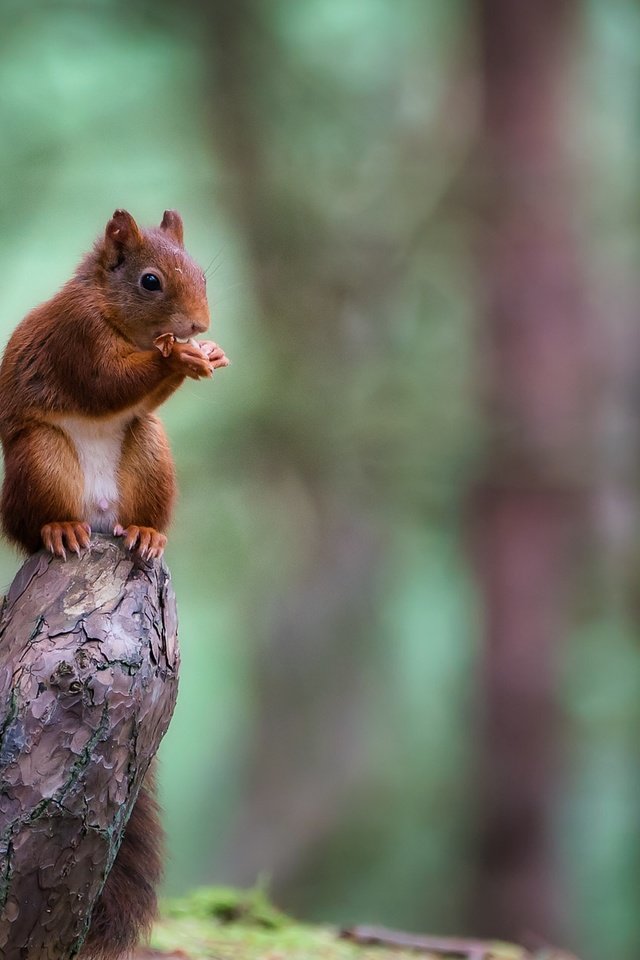 Обои природа, дерево, лес, животное, ствол, белка, зверек, коряга, грызун, rodent, nature, tree, forest, animal, trunk, protein, snag разрешение 1920x1280 Загрузить