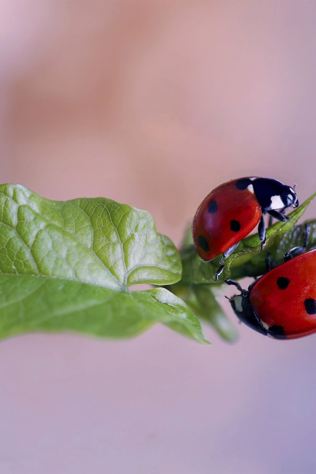 Обои природа, макро, лист, божьи коровки, жуки, nature, macro, sheet, ladybugs, bugs разрешение 3000x2000 Загрузить