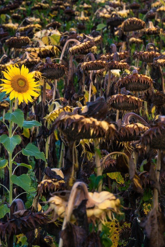 Обои природа, осень, подсолнухи, nature, autumn, sunflowers разрешение 3840x2160 Загрузить