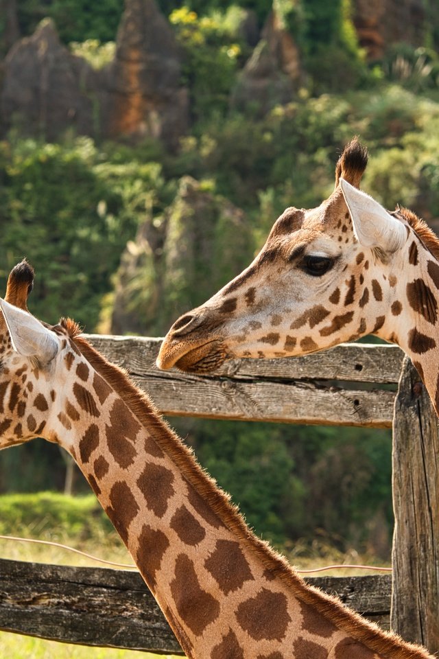 Обои природа, пара, жираф, жирафы, nature, pair, giraffe, giraffes разрешение 5568x3712 Загрузить