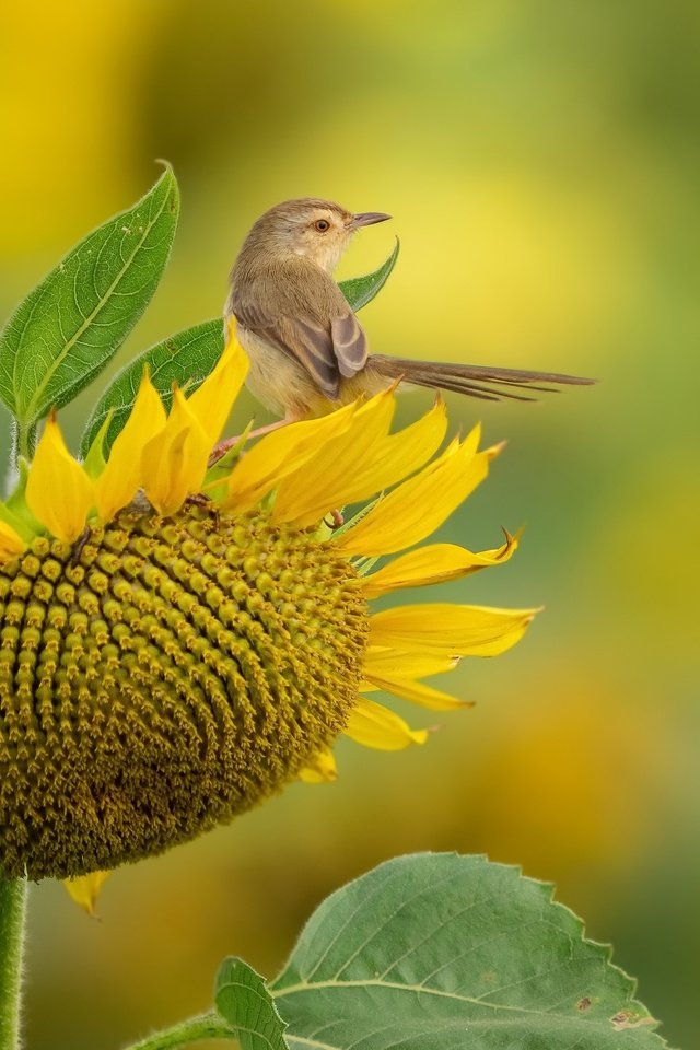 Обои природа, подсолнух, птица, nature, sunflower, bird разрешение 3840x2160 Загрузить