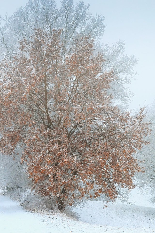 Обои снег, дерево, зима, туман, snow, tree, winter, fog разрешение 1920x1228 Загрузить