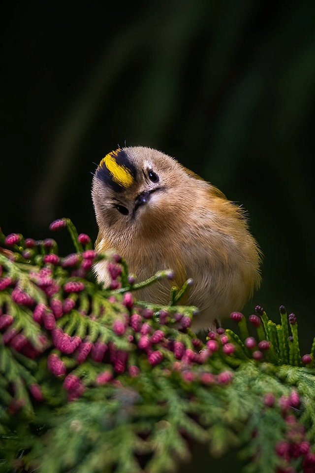 Обои ветка, природа, птичка, королёк, branch, nature, bird, goldcrest разрешение 2000x1125 Загрузить