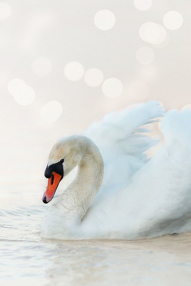 Обои белый, птица, лебедь, боке, светлый фон, white, bird, swan, bokeh, light background разрешение 2880x1620 Загрузить