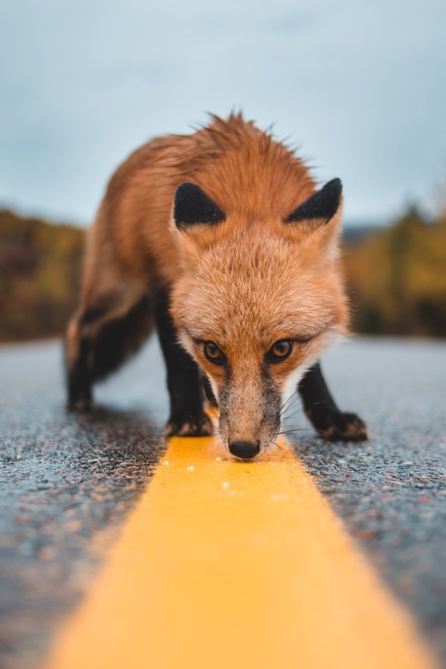 Обои дорога, лиса, нюхает, road, fox, sniffing разрешение 2400x1600 Загрузить