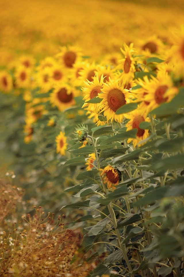 Обои природа, подсолнухи, nature, sunflowers разрешение 2048x1291 Загрузить