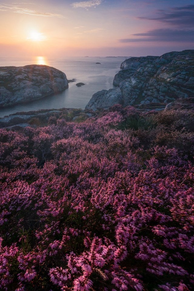 Обои скалы, закат, море, побережье, норвегия, вереск, rocks, sunset, sea, coast, norway, heather разрешение 3000x2996 Загрузить