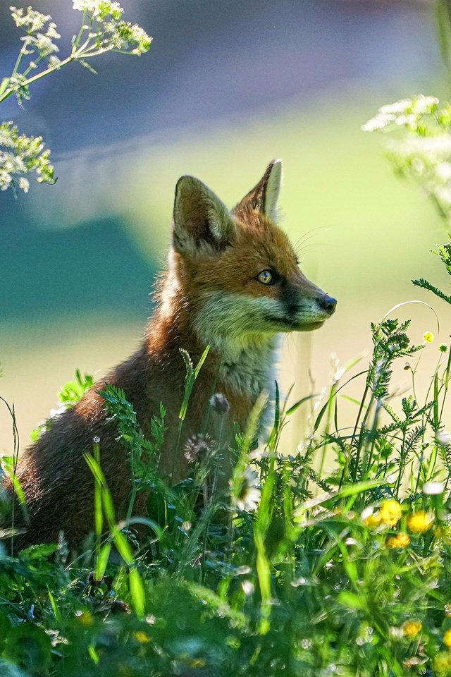 Обои свет, растения, взгляд, лиса, лисенок, light, plants, look, fox разрешение 2200x1467 Загрузить