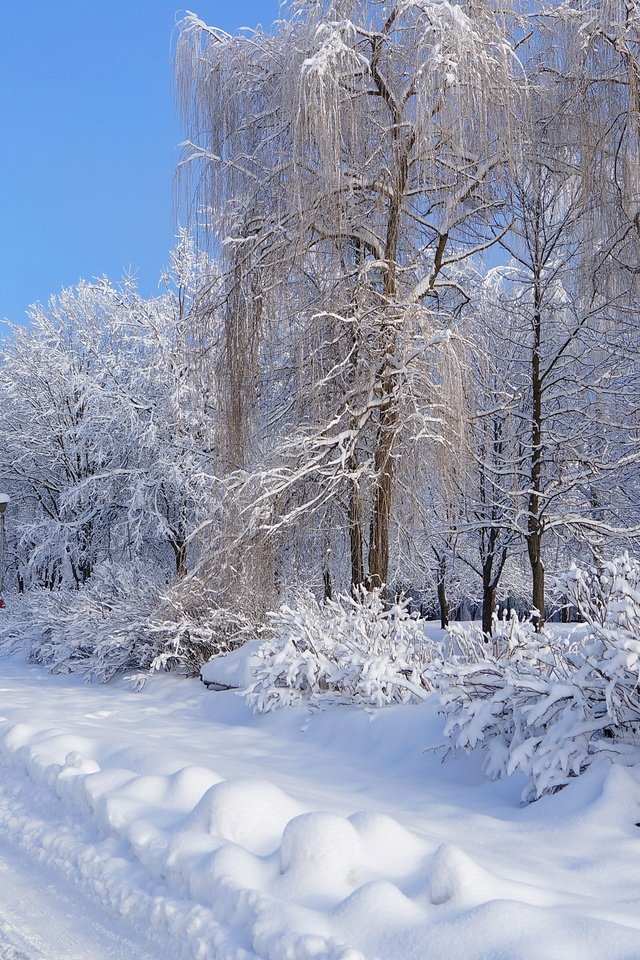 Обои снег, зима, зимний лес, snow, winter, winter forest разрешение 4912x3264 Загрузить