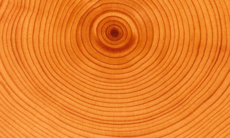 Обои дерево, круги, возраст, tree, circles, age разрешение 2560x1920 Загрузить