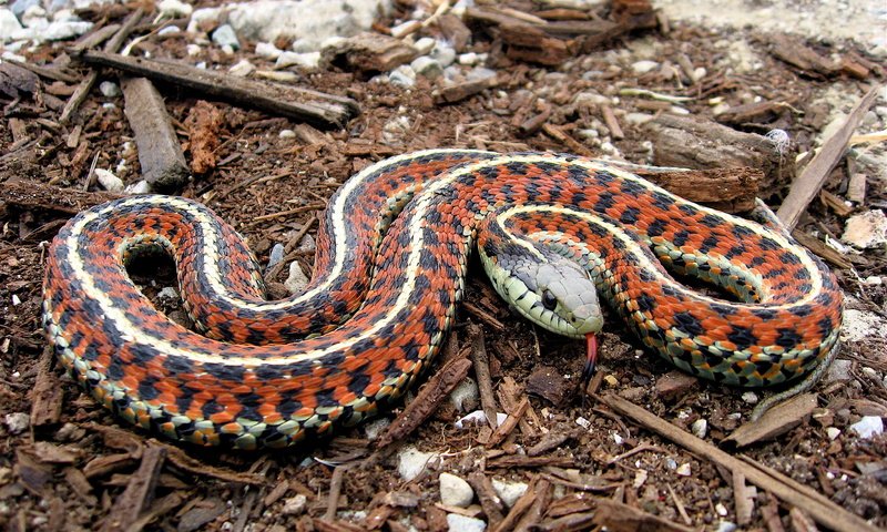 Обои змея, язык, coast garter, snake, language разрешение 2816x2112 Загрузить