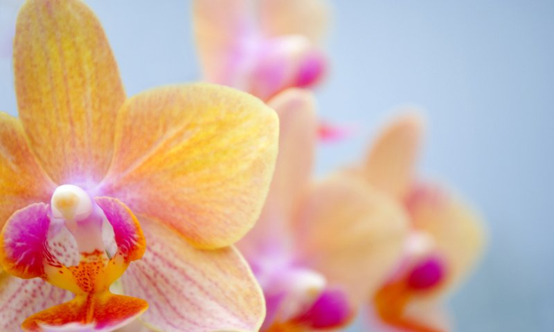 Обои цветок, орхидея, орхидею, flower, orchid разрешение 3043x2036 Загрузить