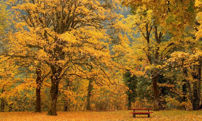 Обои листья, осень, скамейка, leaves, autumn, bench разрешение 2000x1333 Загрузить