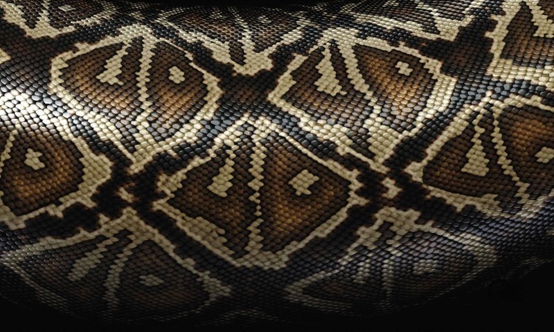 Обои текстура, шкура, змеи, texture, skin, snakes разрешение 1920x1080 Загрузить