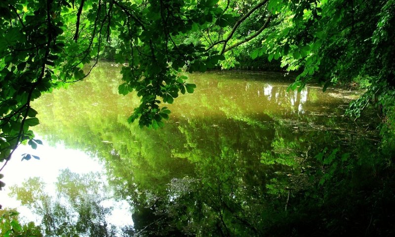 Обои деревья, листья, отражение, водоем, trees, leaves, reflection, pond разрешение 1920x1200 Загрузить
