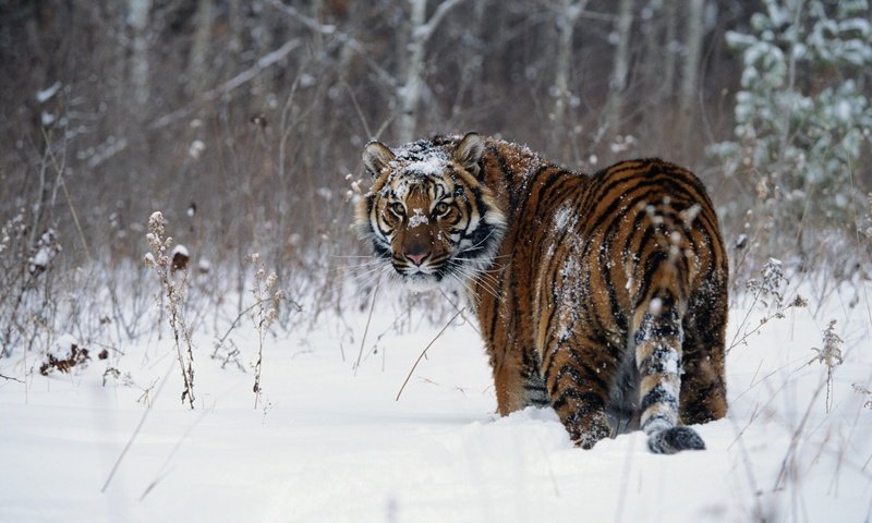 Обои тигр, снег, зима, tiger, snow, winter разрешение 1920x1200 Загрузить