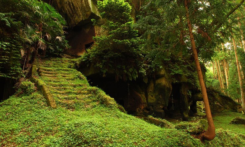 Обои деревья, лес, храм, лестница, ступеньки, руины, мох, trees, forest, temple, ladder, steps, ruins, moss разрешение 2560x1600 Загрузить