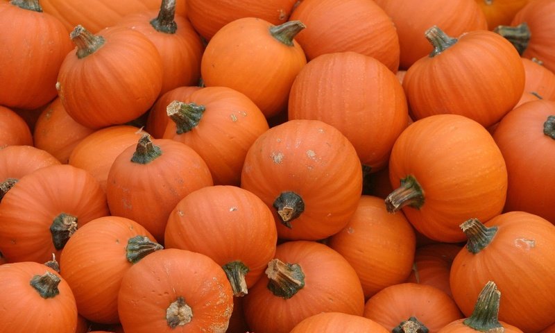 Обои оранжевый, тыквы, pumpkins, orange, pumpkin разрешение 1920x1200 Загрузить