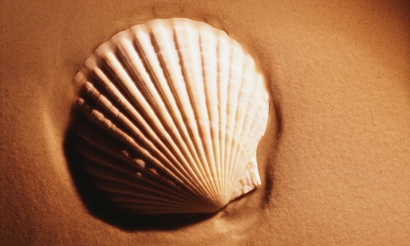 Обои песок, ракушки, sand, shell разрешение 1920x1200 Загрузить