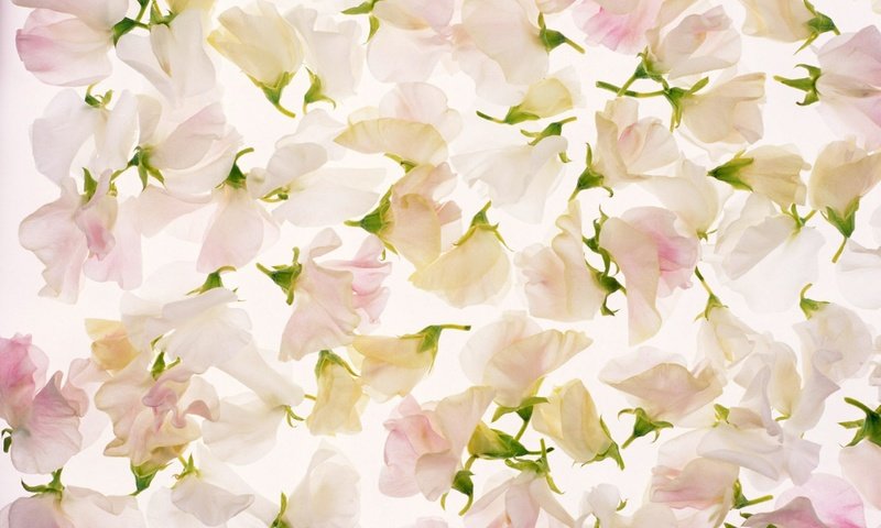 Обои цветы, лепестки, розовый, flowers, petals, pink разрешение 2560x1600 Загрузить