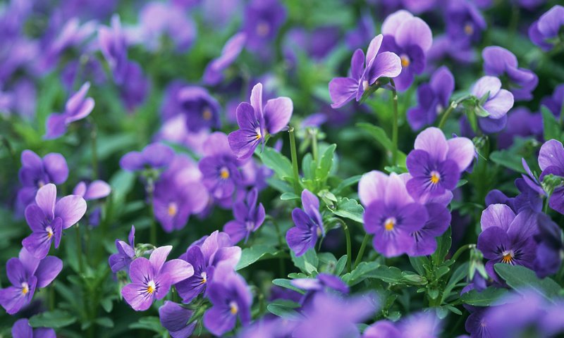 Обои цветы, природа, макро, поляна, анютины глазки, фиолетовые, flowers, nature, macro, glade, pansy, purple разрешение 2950x2094 Загрузить