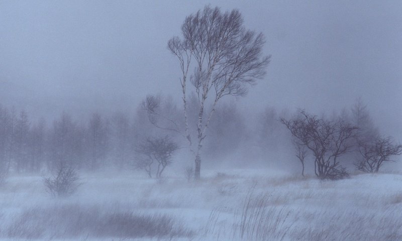 Обои деревья, снег, зима, береза, trees, snow, winter, birch разрешение 1920x1440 Загрузить