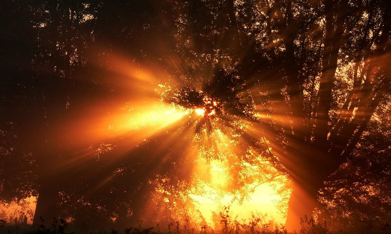 Обои деревья, лес, лучи солнца, trees, forest, the rays of the sun разрешение 1920x1200 Загрузить