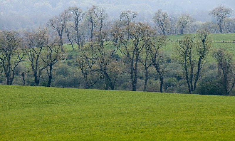 Обои трава, деревья, зелень, лес, поле, луг, весна, grass, trees, greens, forest, field, meadow, spring разрешение 2560x1600 Загрузить