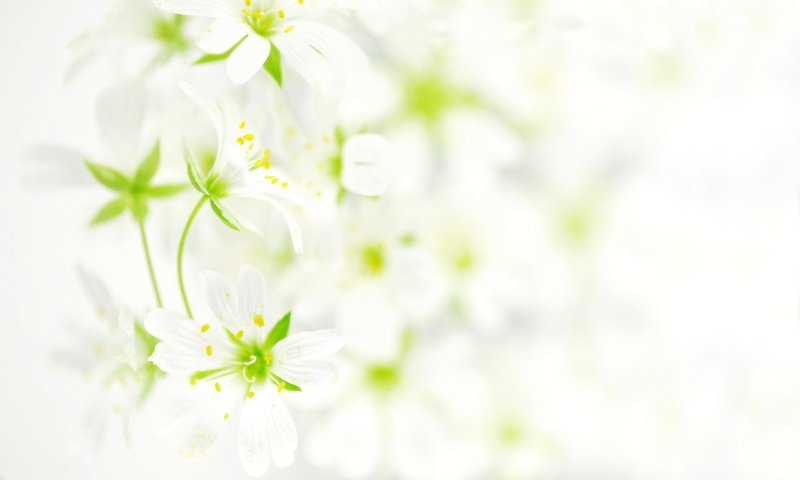 Обои цветы, обои, фото, flowers, wallpaper, photo разрешение 2560x1600 Загрузить