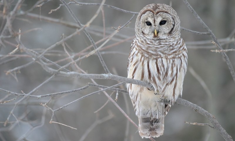 Обои сова, дерево, зима, ветви, осень, серый, owl, tree, winter, branch, autumn, grey разрешение 3072x2048 Загрузить