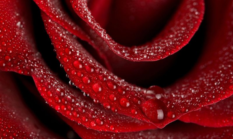 Обои капли, роза, красный, drops, rose, red разрешение 1920x1200 Загрузить