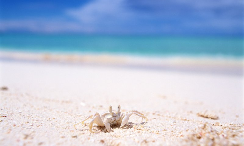 Обои море, песок, лето, отдых, краб, sea, sand, summer, stay, crab разрешение 1920x1200 Загрузить