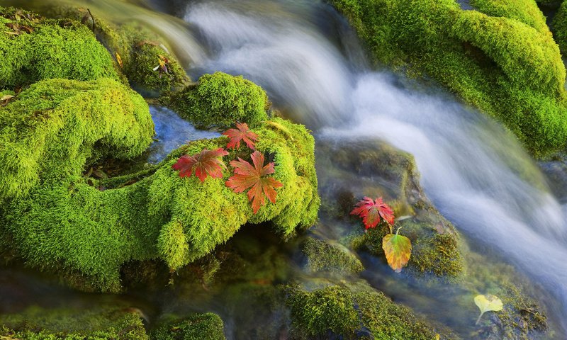 Обои вода, камни, мох, water, stones, moss разрешение 1920x1200 Загрузить