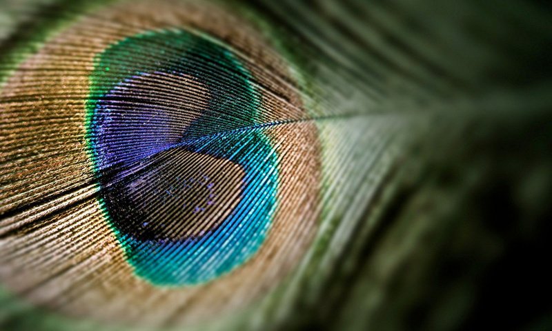 Обои макро, перо, павлина, makro, pero, pavlina, macro, pen, peacock разрешение 1920x1200 Загрузить