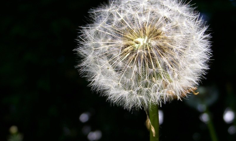 Обои одуванчик, пух, dandelion, fluff разрешение 1920x1440 Загрузить