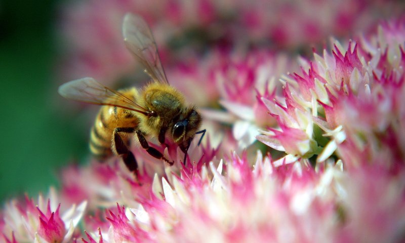 Обои цветок, розовый, пчела, flower, pink, bee разрешение 2560x1600 Загрузить