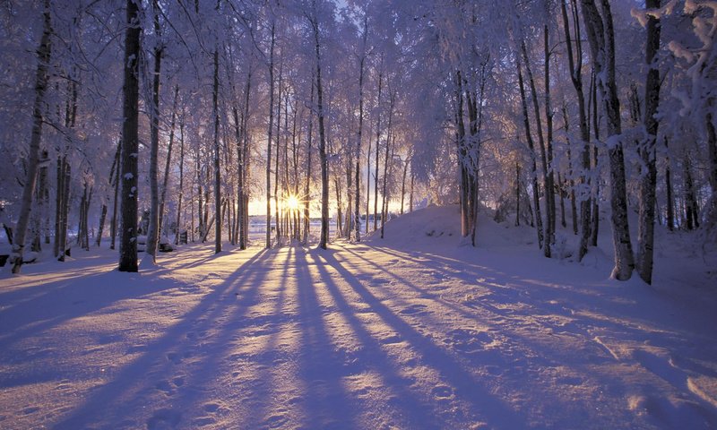 Обои солнце, снег, лес, зима, иней, деревья. лучи, the sun, snow, forest, winter, frost, trees. rays разрешение 1920x1200 Загрузить