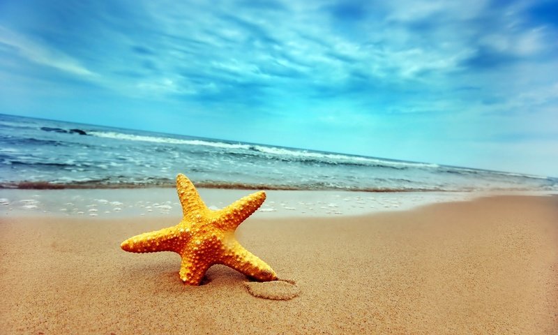 Обои берег, волны, песок, звезда, shore, wave, sand, star разрешение 2560x1600 Загрузить
