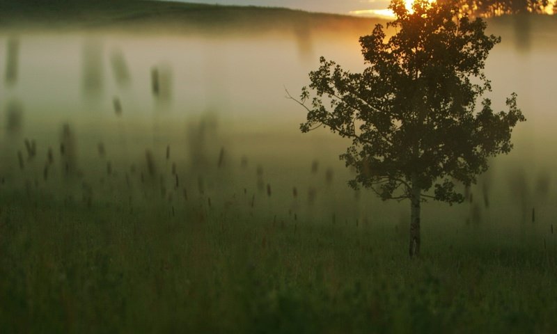 Обои трава, дерево, утро, туман, рассвет, grass, tree, morning, fog, dawn разрешение 1920x1440 Загрузить
