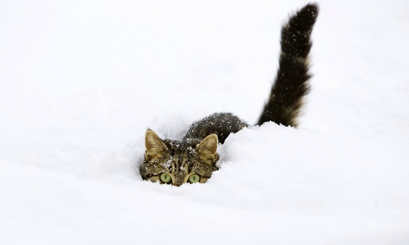 Обои снег, зима, кот, прячется, snow, winter, cat, hiding разрешение 1920x1200 Загрузить