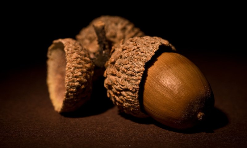 Обои орехи, коричневый, желудь, nuts, brown, acorn разрешение 1920x1200 Загрузить