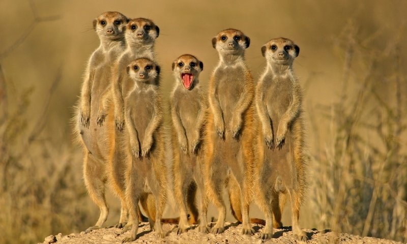 Обои группа, зверьки, сурикаты, group, animals, meerkats разрешение 1920x1200 Загрузить