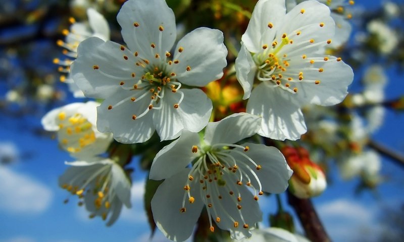 Обои цветение, весна, белые, flowering, spring, white разрешение 1920x1200 Загрузить