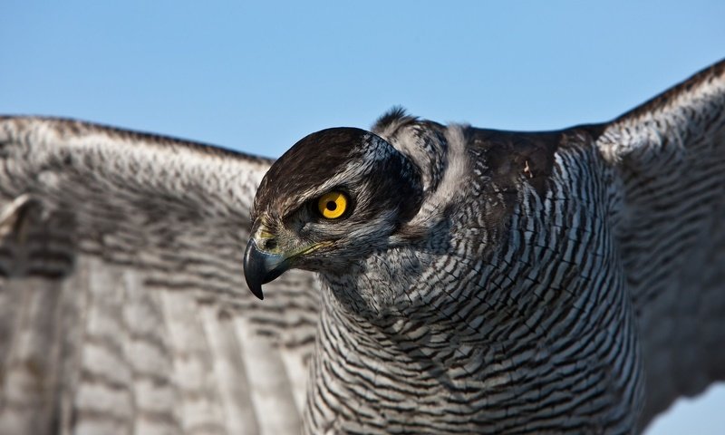 Обои глаза, птица, перья, сокол, ястреб, eyes, bird, feathers, falcon, hawk разрешение 1920x1200 Загрузить