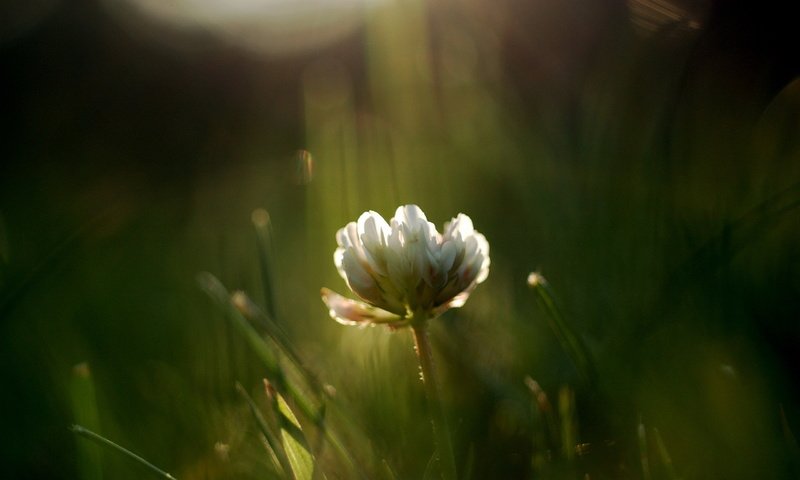 Обои трава, цветок, лето, луг, полевой, grass, flower, summer, meadow, field разрешение 2560x1600 Загрузить