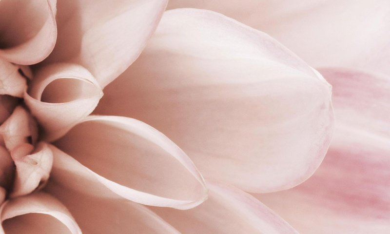 Обои макро, цветок, лепестки, розовый, нежность, macro, flower, petals, pink, tenderness разрешение 1920x1080 Загрузить