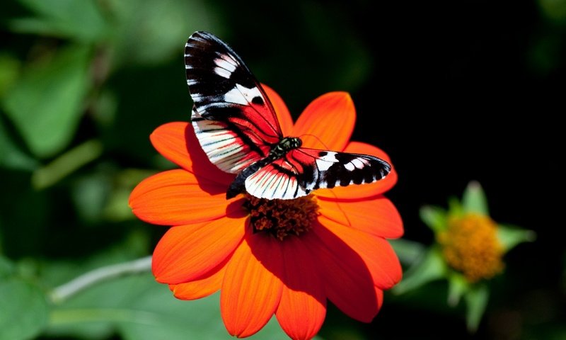 Обои цветок, бабочка, астра, flower, butterfly, astra разрешение 4288x2680 Загрузить