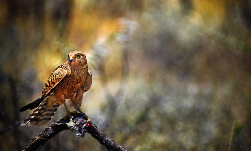 Обои размытость, птица, клюв, перья, ястреб, blur, bird, beak, feathers, hawk разрешение 1920x1080 Загрузить